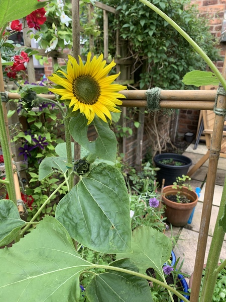 Penguin huddle 🐧🐧🐧 TTC after pregnancy loss - Thread 35 - time for some sticky BFP's