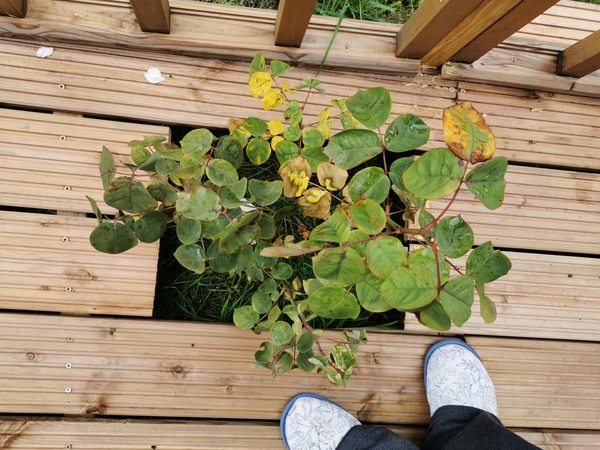 Does anyone know what this illness is? Roses