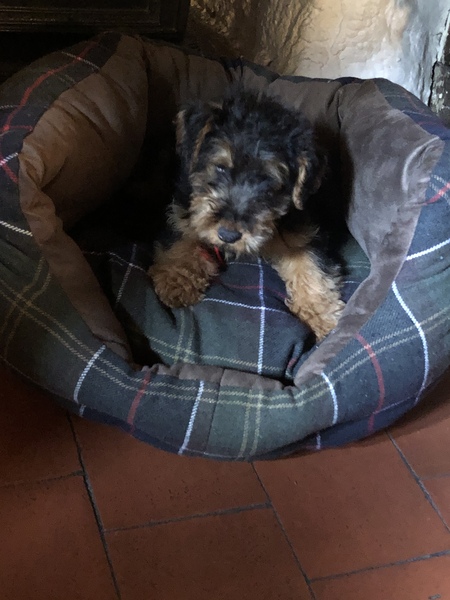 Puppy survival thread! July 2020