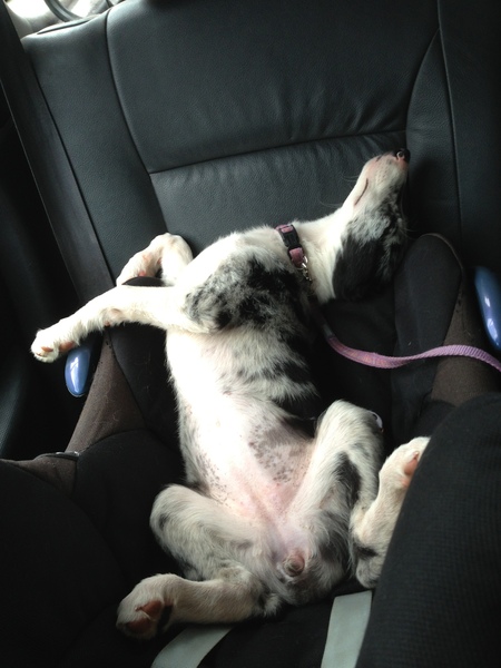Ridiculous Hound Pics Thread