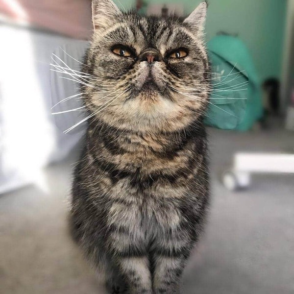 The Litter Tray Memorial Thread