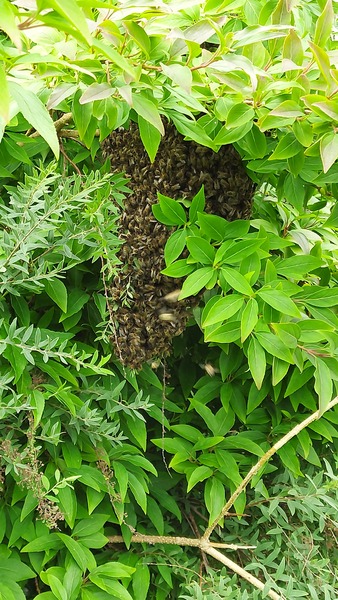 There's about 200 wasps outside my house going bonkers