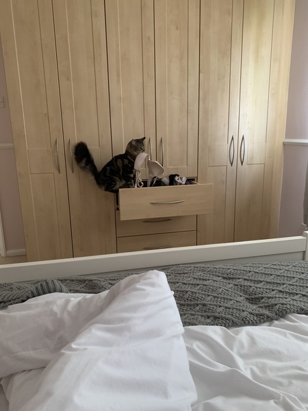 Wierd things your cat does