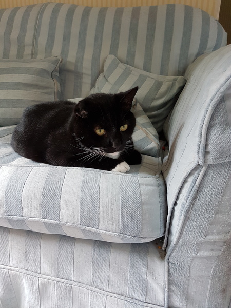 Rescue cat is terrified