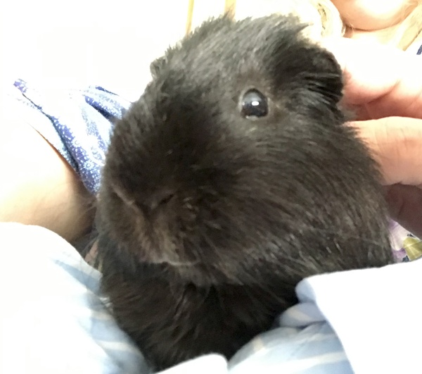 Family pet, which creature is best?