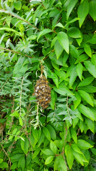 There's about 200 wasps outside my house going bonkers