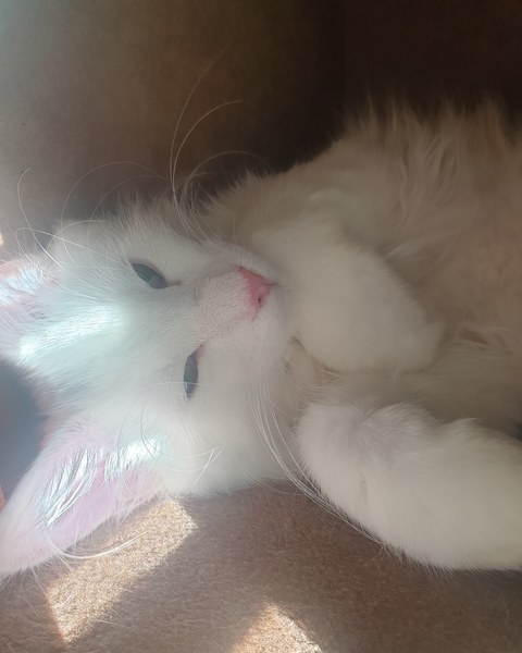 What's your DCat up to today? (Thread 8)