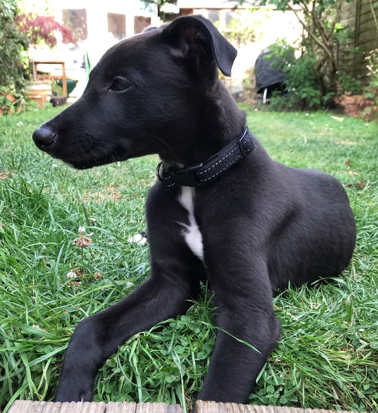 Puppy survival thread! July 2020