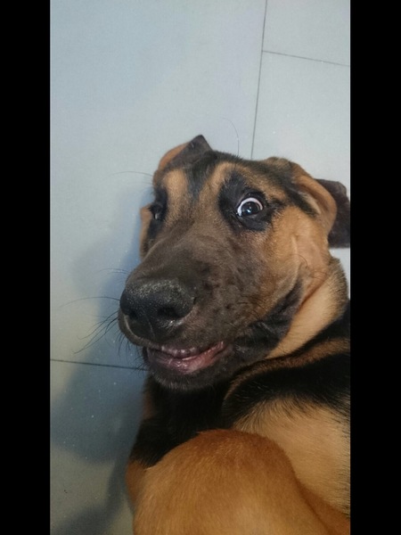 Ridiculous Hound Pics Thread