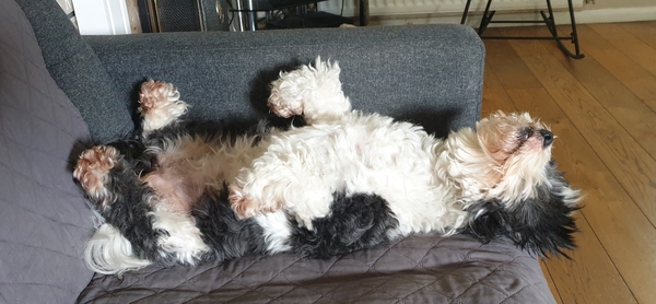 Ridiculous Hound Pics Thread