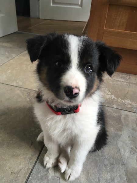 Puppy survival thread! July/August! Roll up!