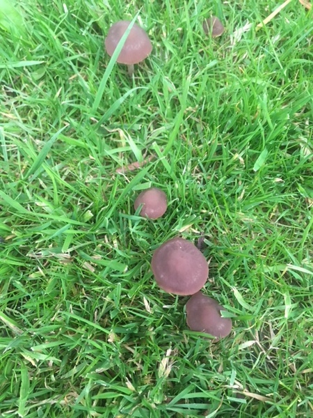 Anyone know if these mushrooms are safe to eat?