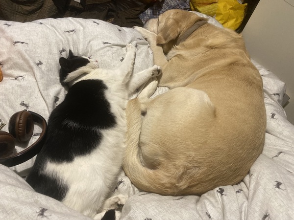 British shorthair and Labrador