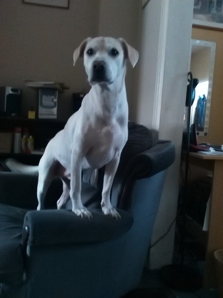 What kind of dog is this?