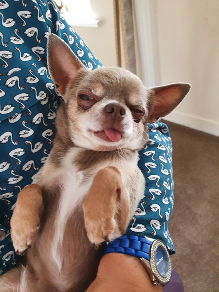 Ridiculous Hound Pics Thread