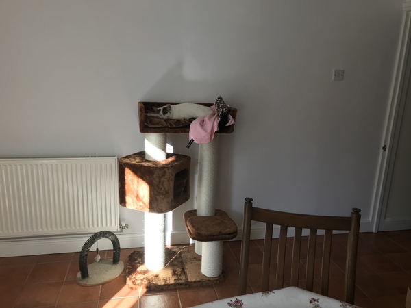 Cat tree purchase regret