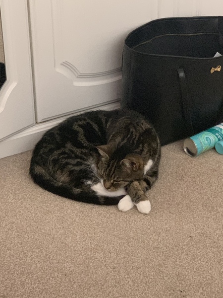 What's your DCat up to today? (Thread 8)
