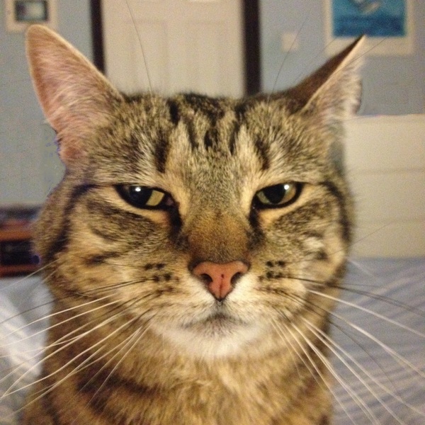 Thinking of getting a cat, advice please