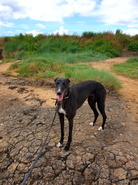Greyhound farting