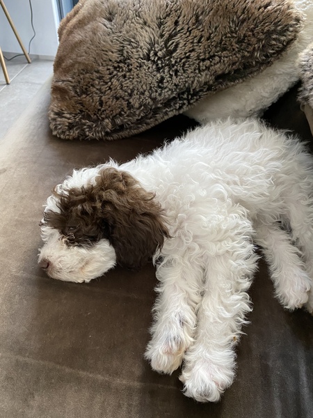 Puppy survival thread! July 2020