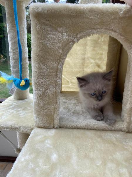 New Kitten! What do I need to know?