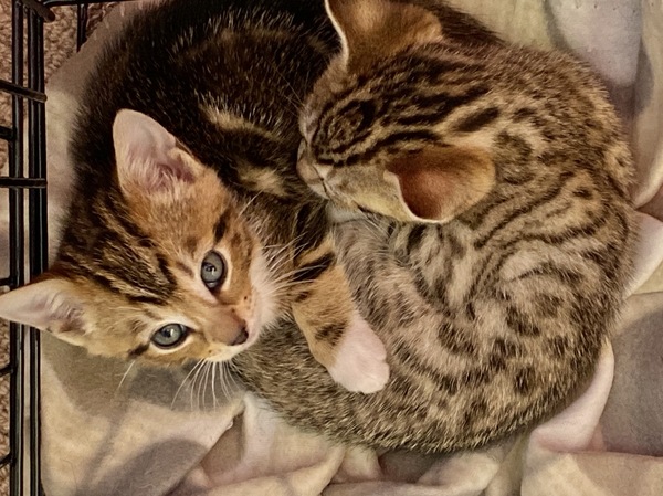 New babies... how cute?