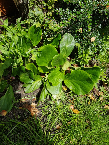Can anyone identify this plant