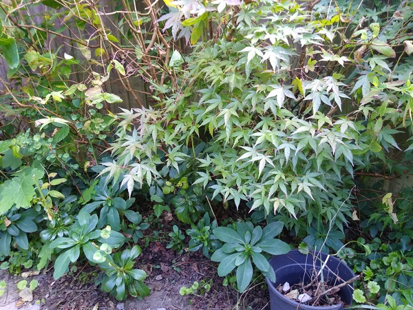Garden help please