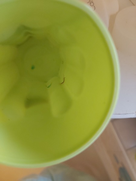 I have just fished a tiny shrimp out of my bath