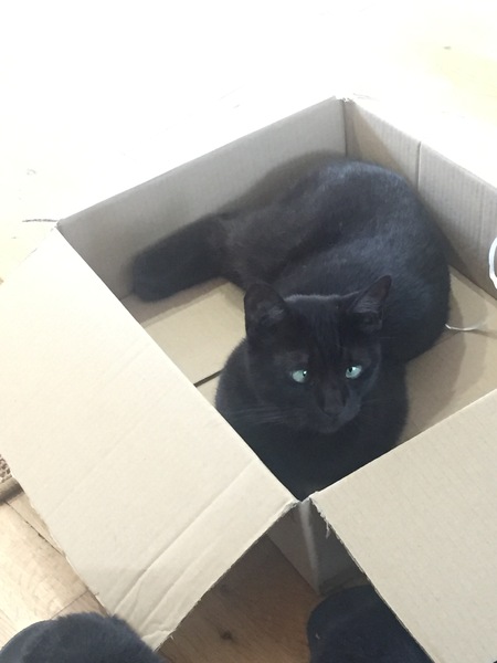 What's your DCat up to today? (Thread 8)