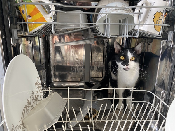 What's your DCat up to today? (Thread 8)