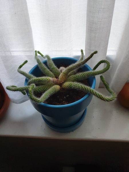 Identify this cactus