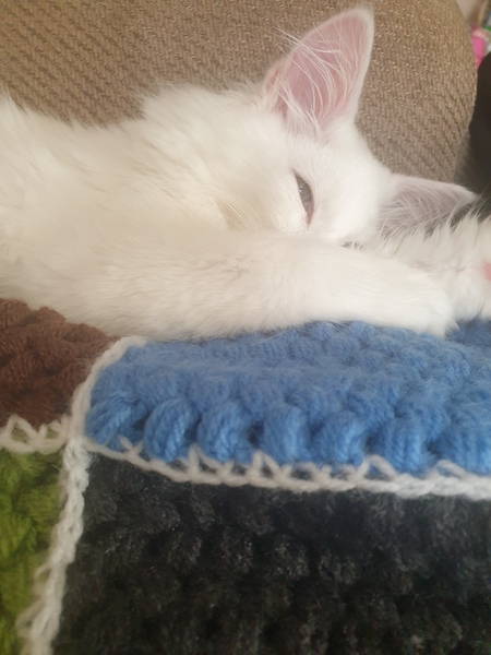 My kitten!