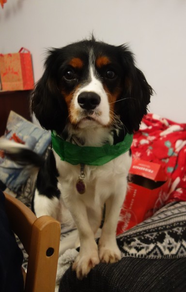 Reasonable for a Cavalier KCS puppy?