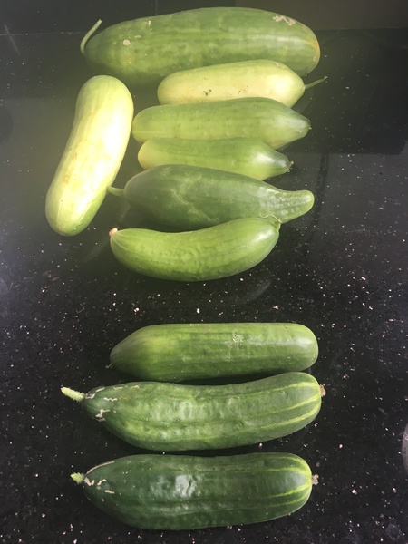 Cucumber novice - and it shows!