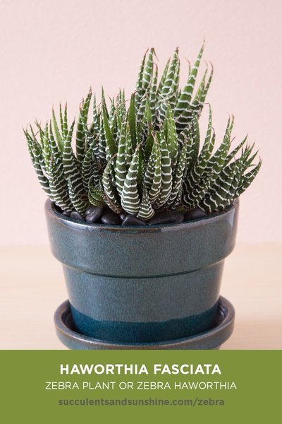 Succulent ID
