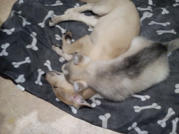 Adopting Him... Is This A Ridiculous Idea?