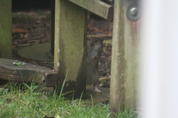 Saw a rat in my back garden - what's next?