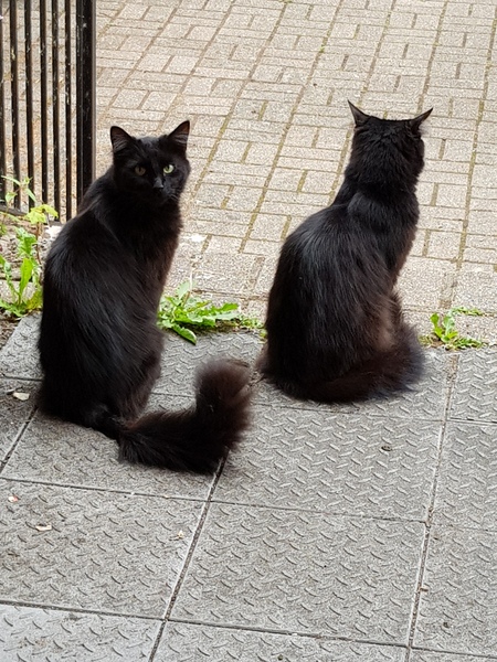 Thug Cat part 2. What, has this thing appeared again tonight?