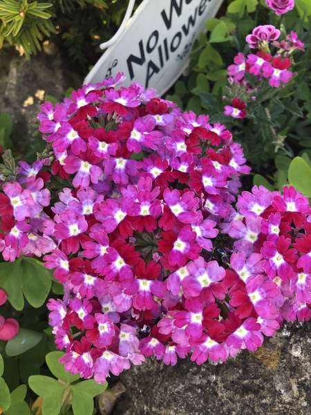 ID please