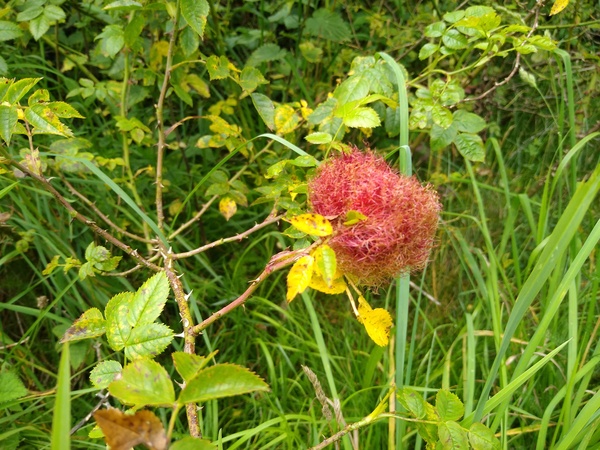 to ask what this is?