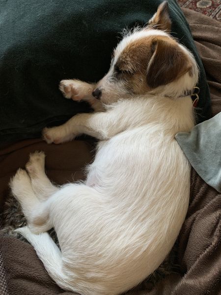 Puppy survival thread! July/August! Roll up!