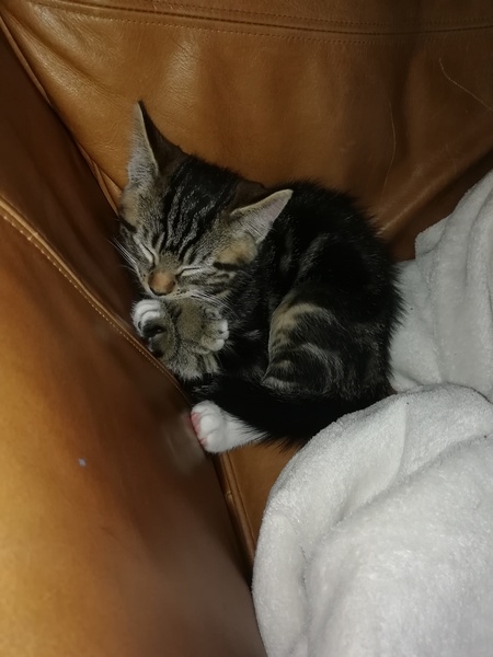 How to start leaving kitten alone