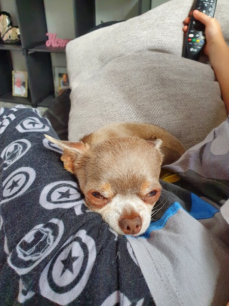 Chihuahua (and other toy) owners!