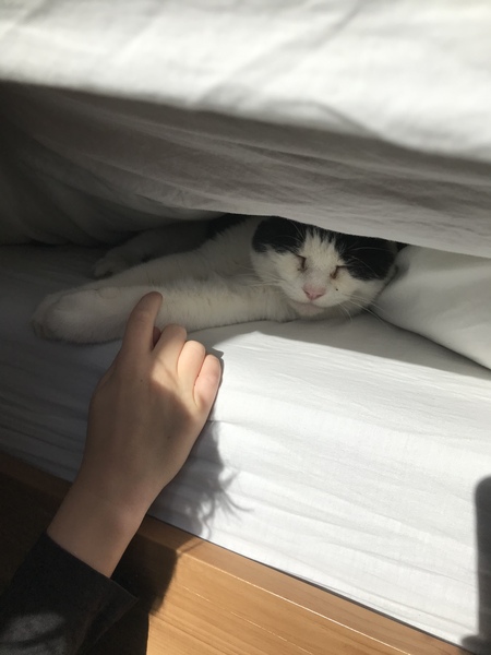 Senior rescue cat - the first days