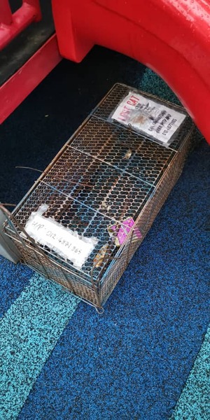 Anyone experienced with using traps?