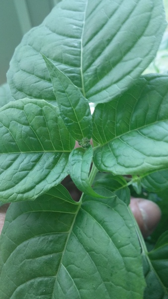 Could anyone help identify this spice plant please?