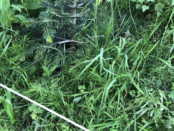 Does anyone recognise this plant?