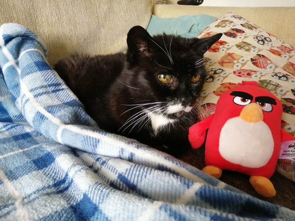 The Litter Tray Memorial Thread