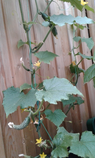 Tomatoes and Cucumbers 2020 - How are yours doing?
